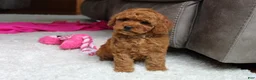 Cavapoochon dogs for sale: Maggie  - Ad 12
