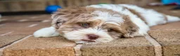 Shihpoo dogs for sale: Bennett - Ad 13