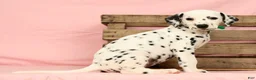 Dalmatian dogs for sale: Hailey - Ad 8