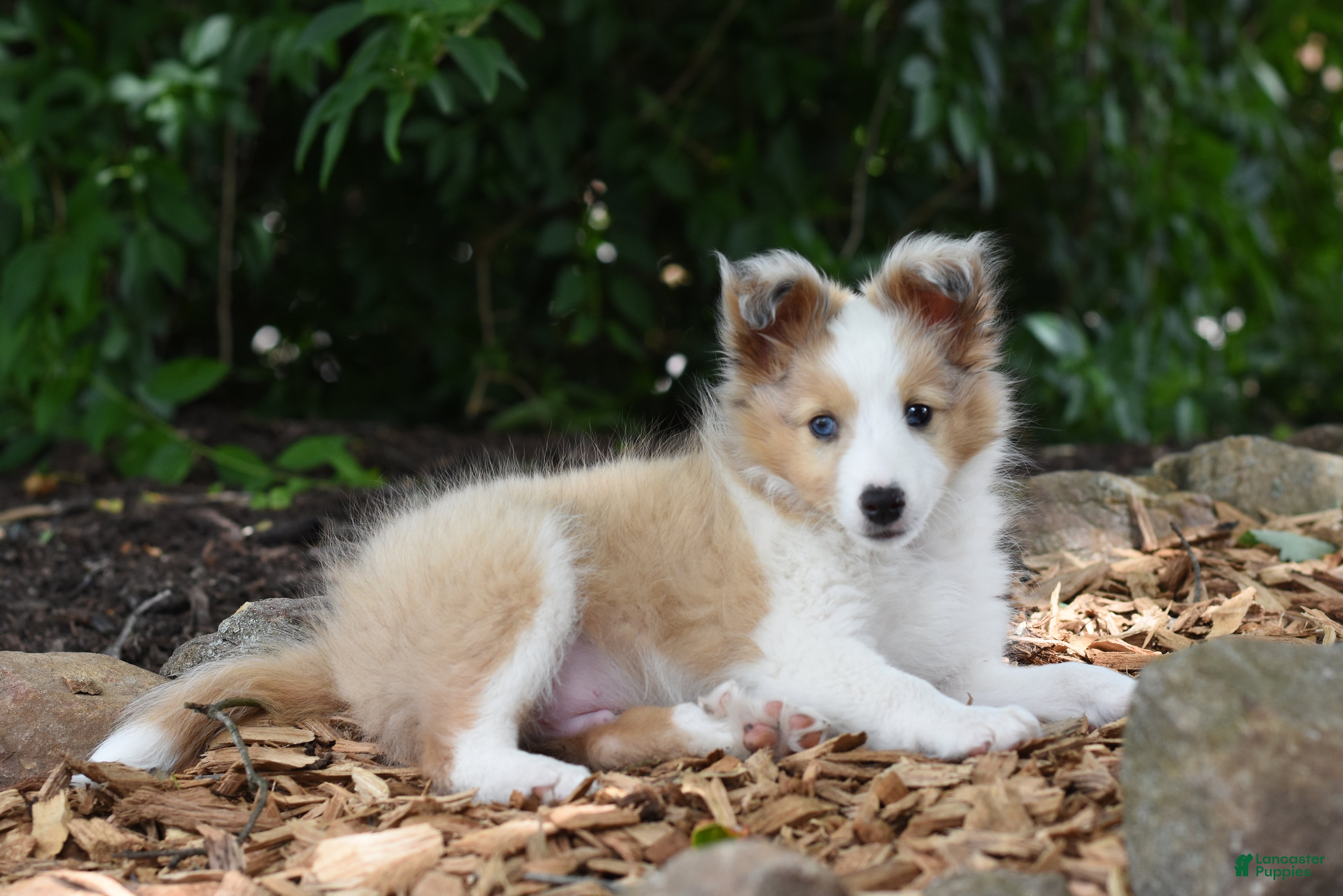 Shetland Sheepdog dogs Luke - Ad 2
