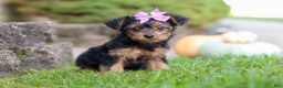 Yorkiepoo dogs for sale: Poppy - Ad 5