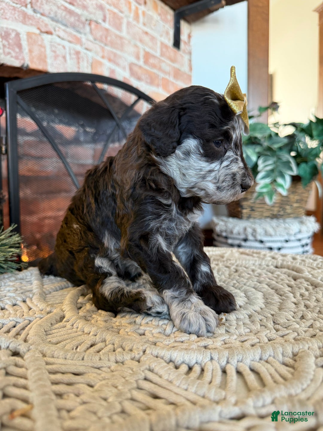 Mixed Breed dogs for sale: Pearl - Ad 2