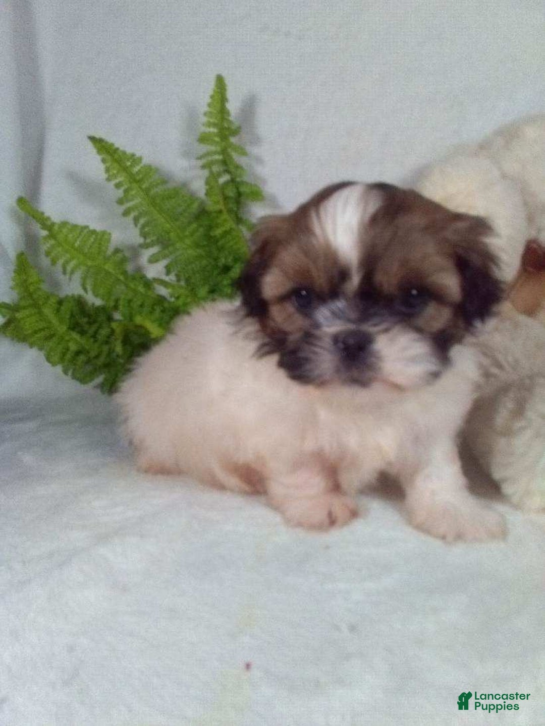 Shih Tzu dogs for sale: Riley - Ad 5