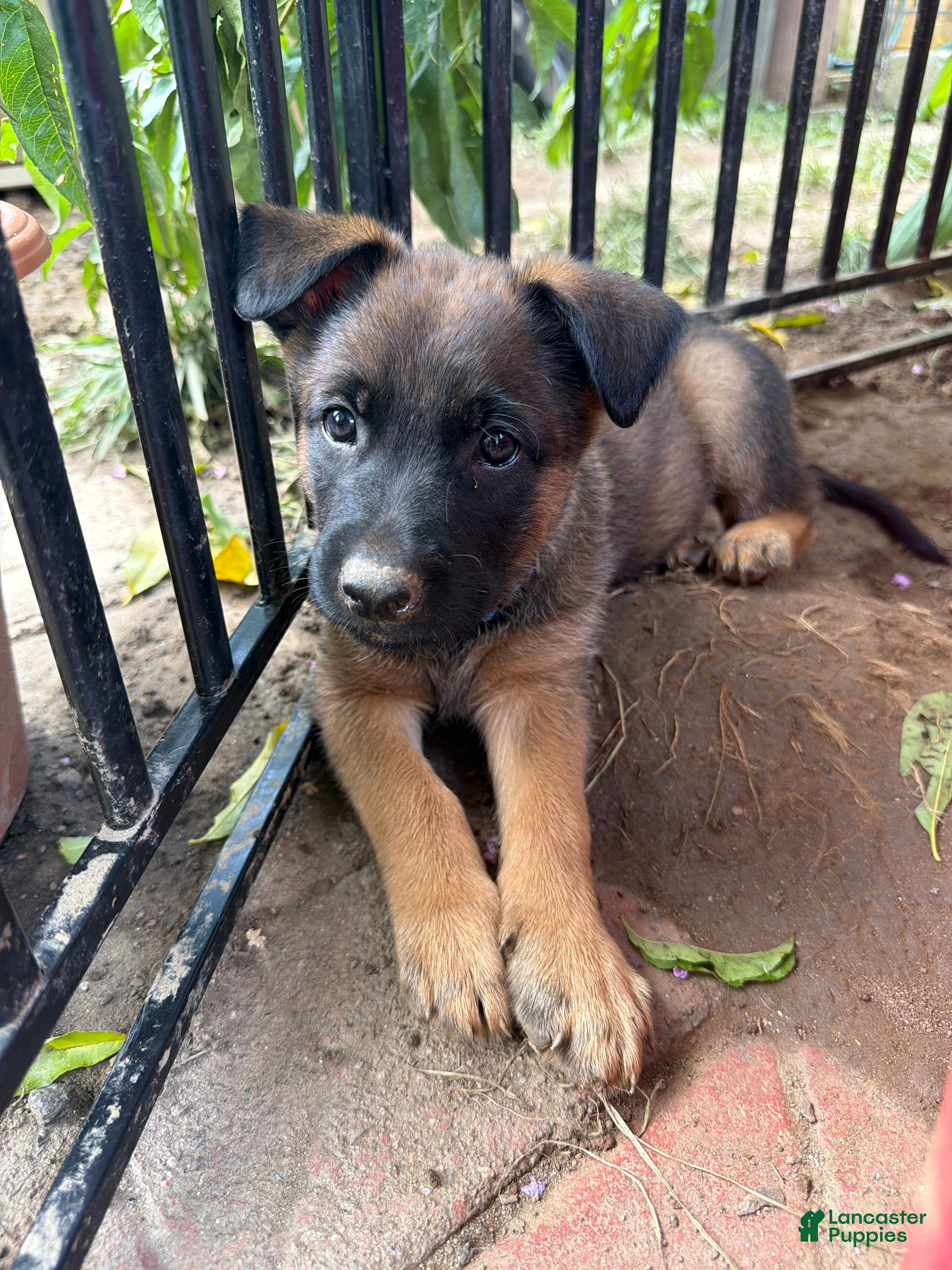 Mixed Breed dogs Jackson - Ad 37