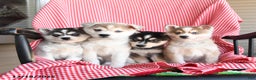 Alaskan Klee Kai dogs for sale: Everest - Ad 3