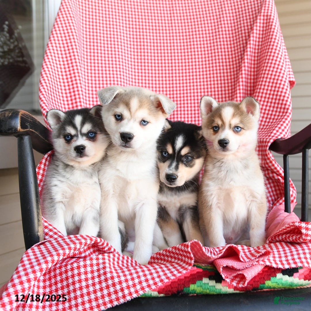 Alaskan Klee Kai dogs for sale: Everest - Ad 3