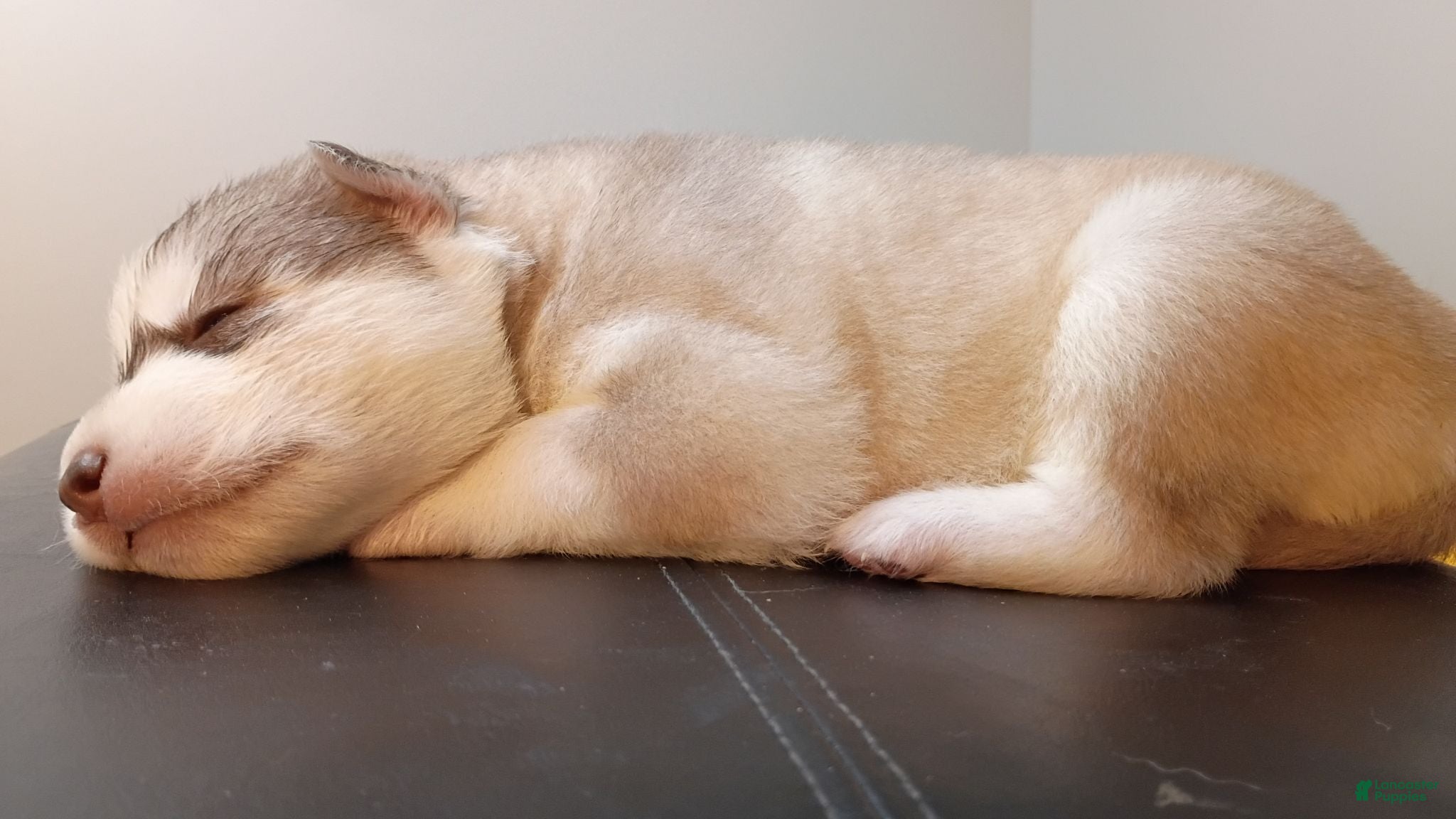 Siberian Husky dogs Male #3 - Ad 2