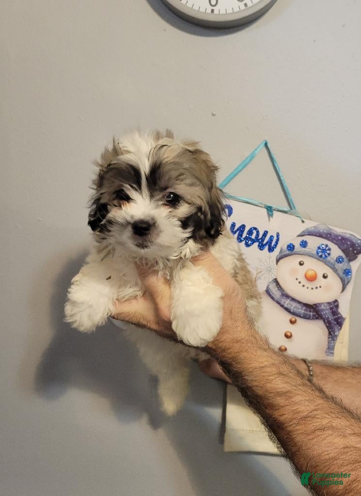 Teddy Bear dogs Teddy  - Ad 1