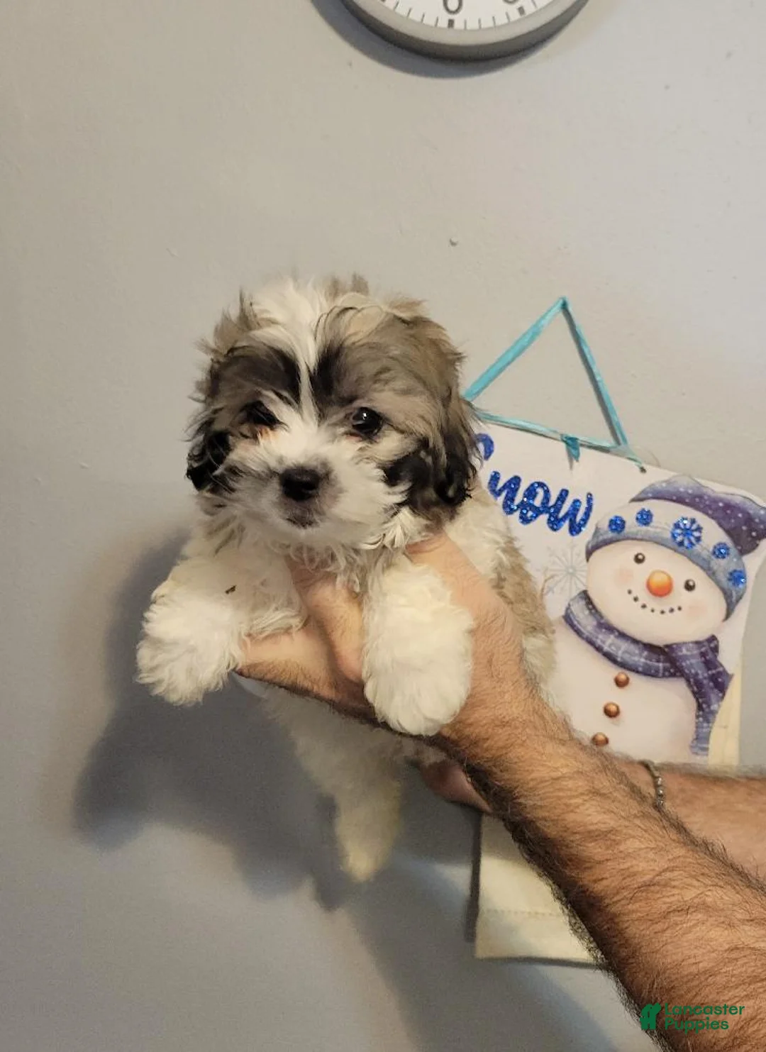 Teddy Bear dogs for sale: Teddy  - Ad 1