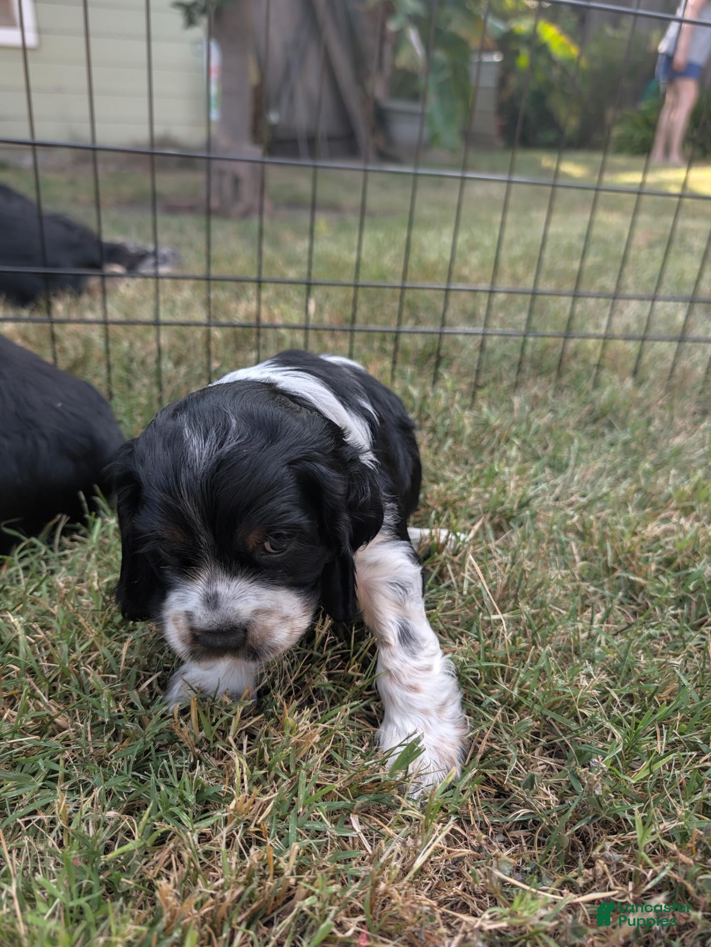 Cocker Spaniel dogs Cocker Spaniel 2 - Ad 13