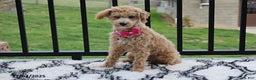 Bichpoo dogs for sale: Jessica - Ad 1