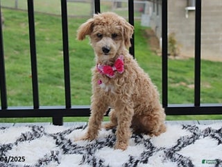 Bichpoo dogs - Ad 32