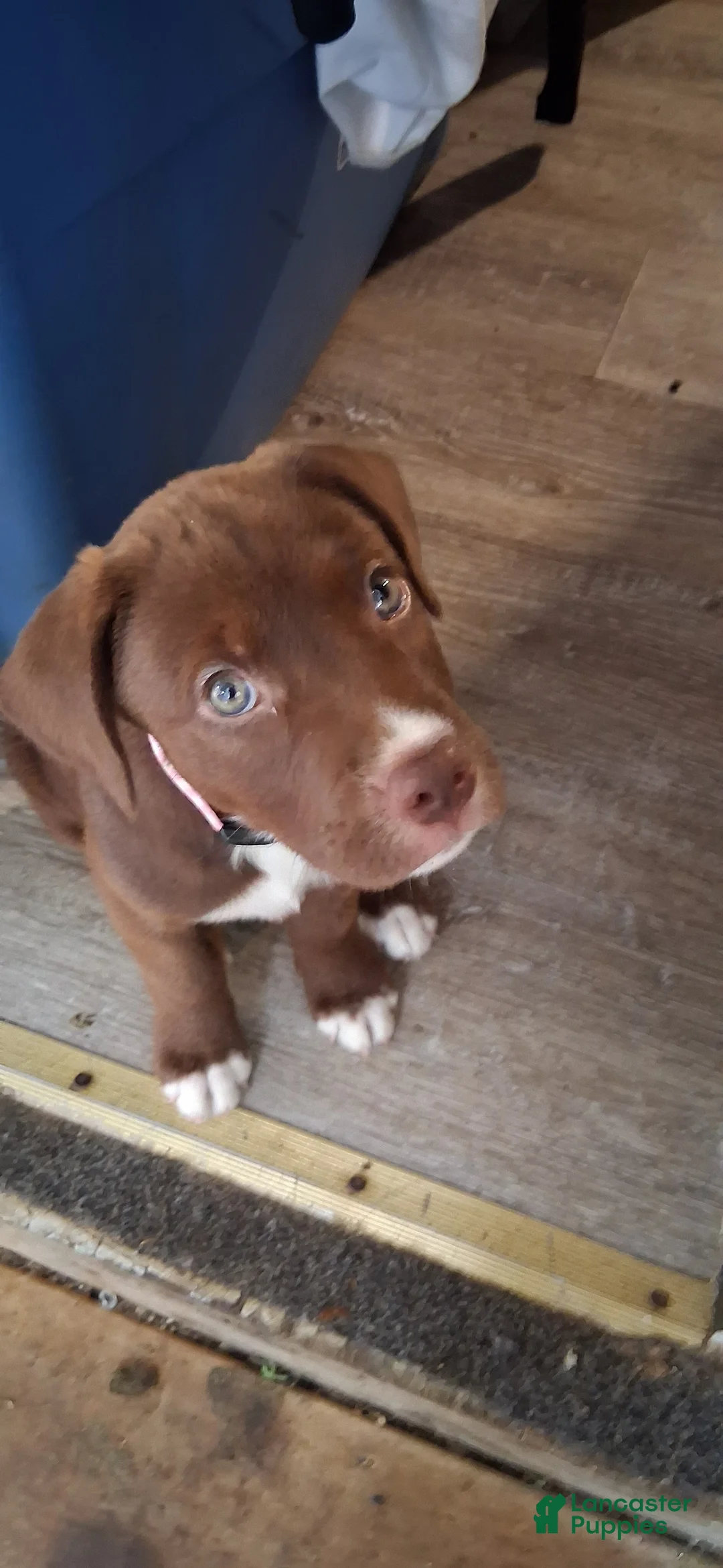 American Pit Bull Terrier dogs for sale: American Pit Bull Terrier  - Ad 2