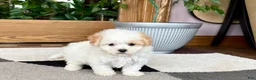 Maltipoo dogs for sale: Gigi - Ad 8