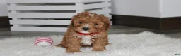 Cavapoo dogs for sale: Lenny  - Ad 3