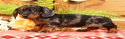 Miniature Dachshund dogs for sale: Debbie - Ad 3