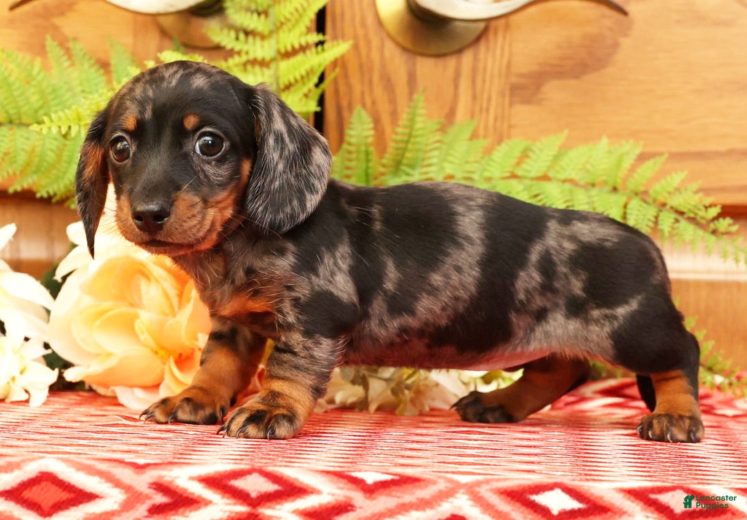 Miniature Dachshund dogs for sale: Debbie - Ad 3