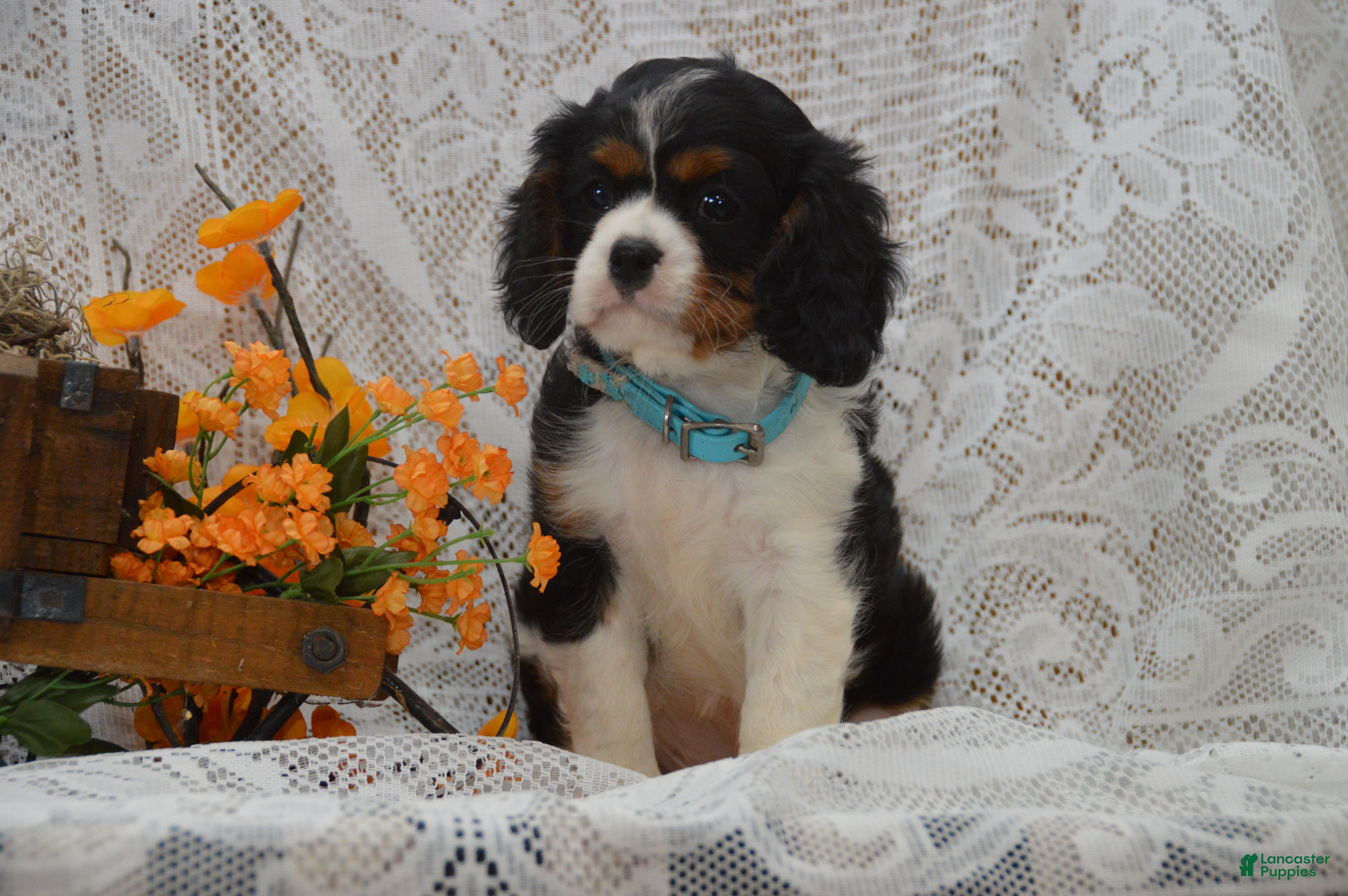 Cavalier King Charles Spaniel dogs Wade - Ad 1