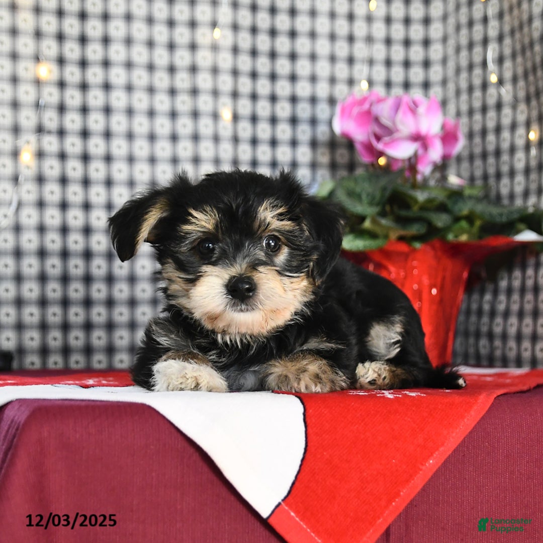Morkie dogs for sale: Tinker - Ad 3