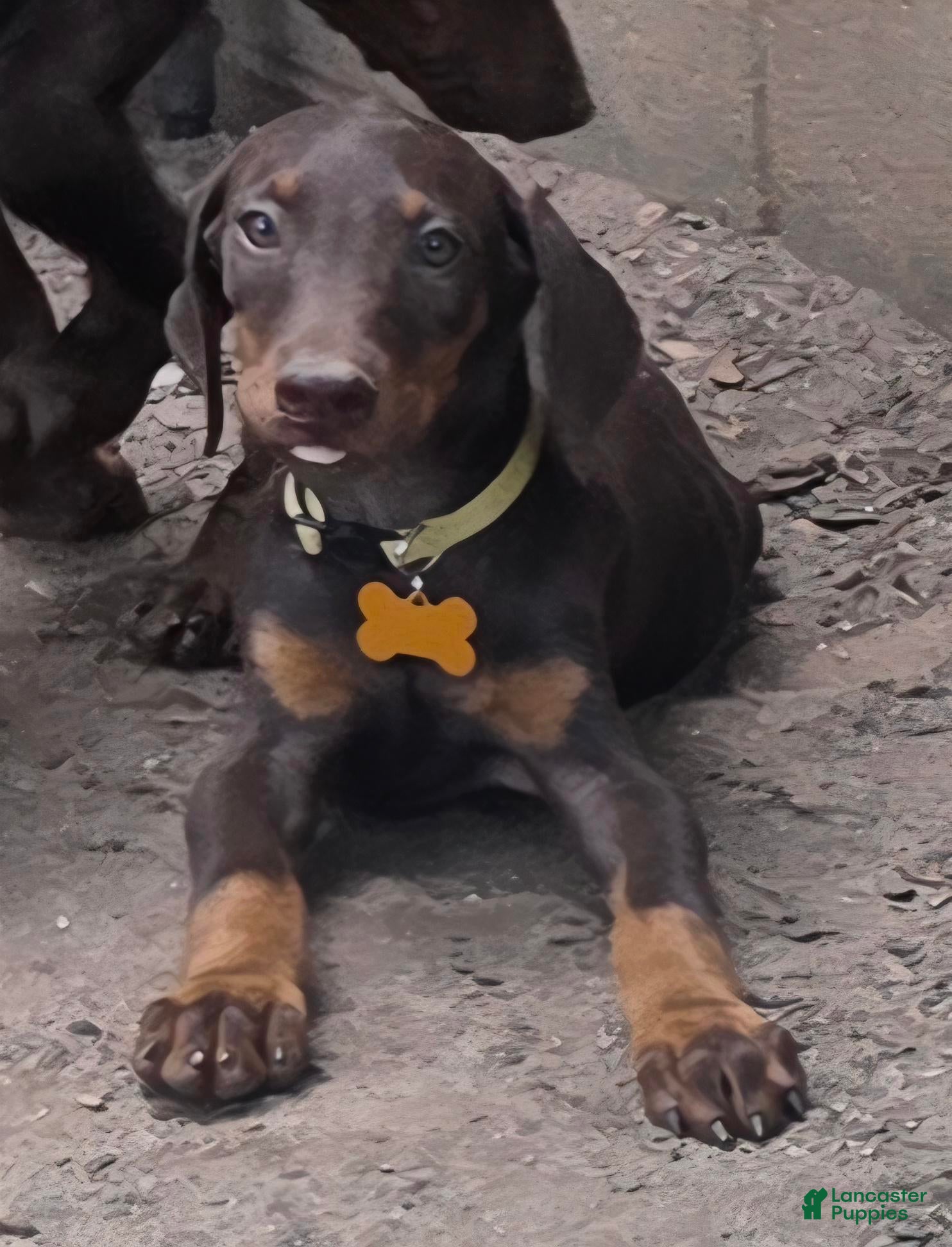 Doberman Pinscher dogs Willow - Ad 1