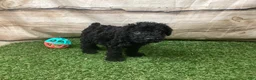 Kerry Blue Terrier dogs for sale: Paris - Ad 5