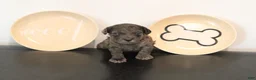 Toy Poodle dogs for sale: Boy 1 - Ad 3