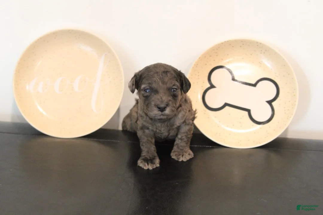 Toy Poodle dogs for sale: Boy 1 - Ad 3