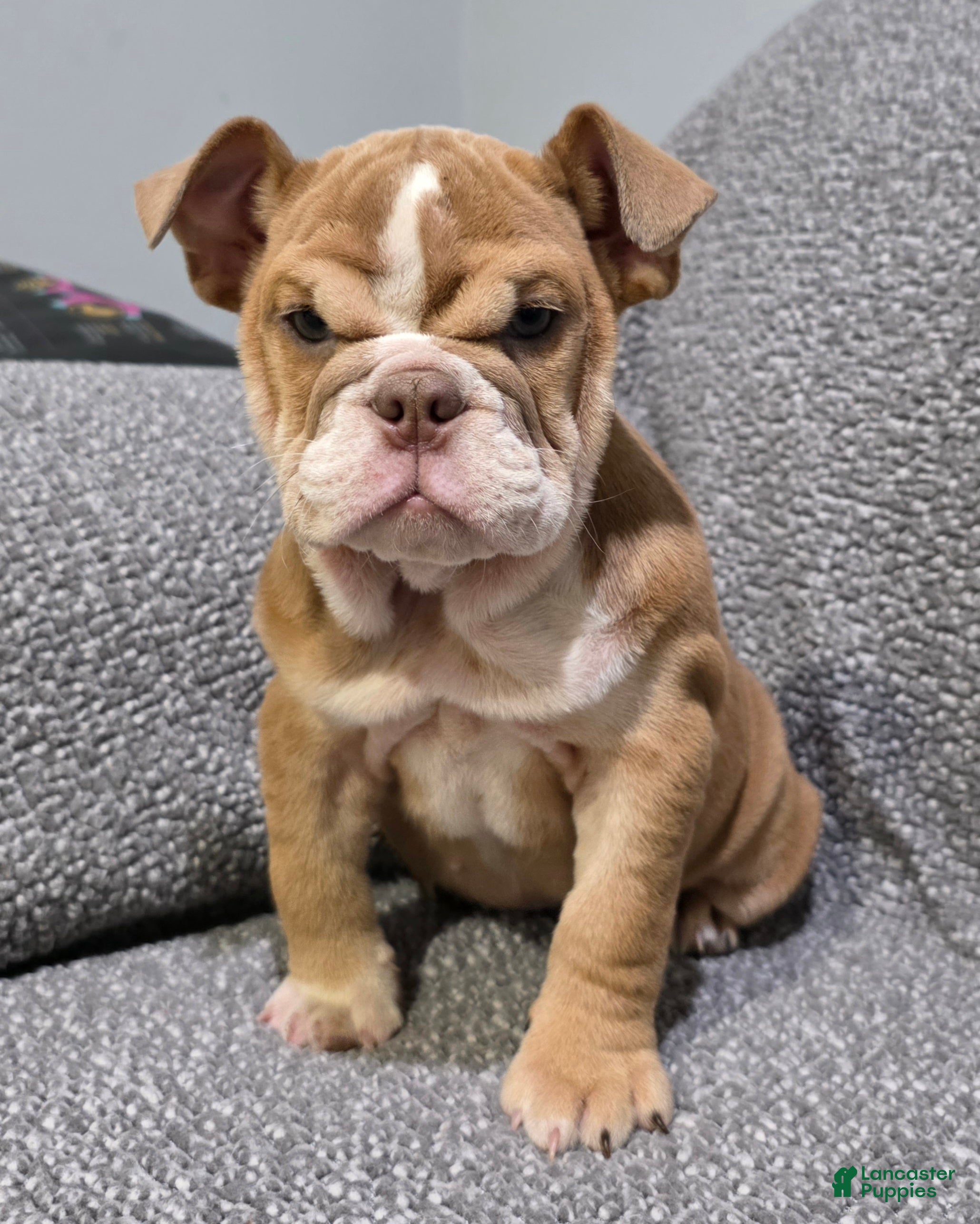 English Bulldog dogs Lilly - Ad 1