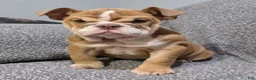 English Bulldog dogs for sale: Lilly - Ad 1