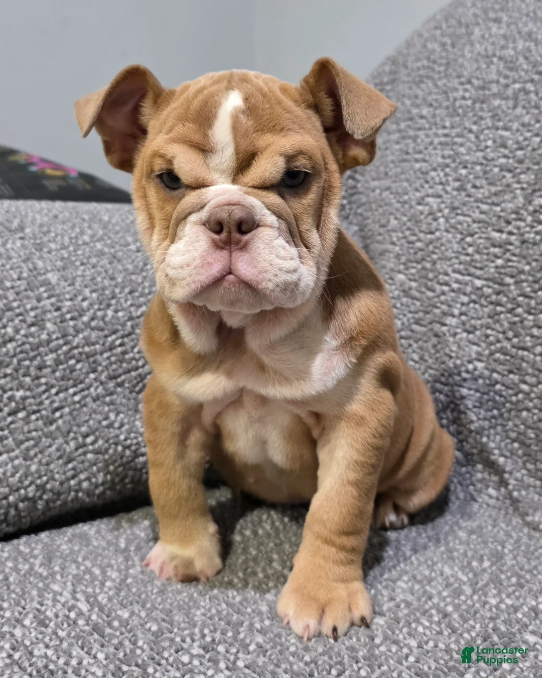 English Bulldog dogs for sale: Lilly - Ad 1
