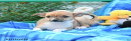 Mixed Breed dogs for sale: Tootsie - Ad 3