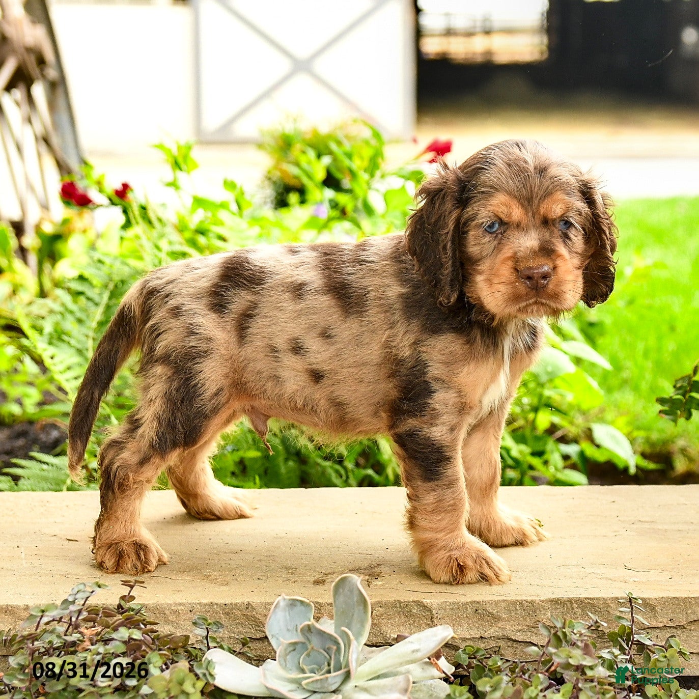 English Cocker Spaniel dogs Larry - Ad 1