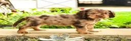 English Cocker Spaniel dogs for sale: Larry - Ad 1