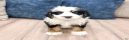 Mini Bernedoodle dogs for sale: Benson - Ad 2