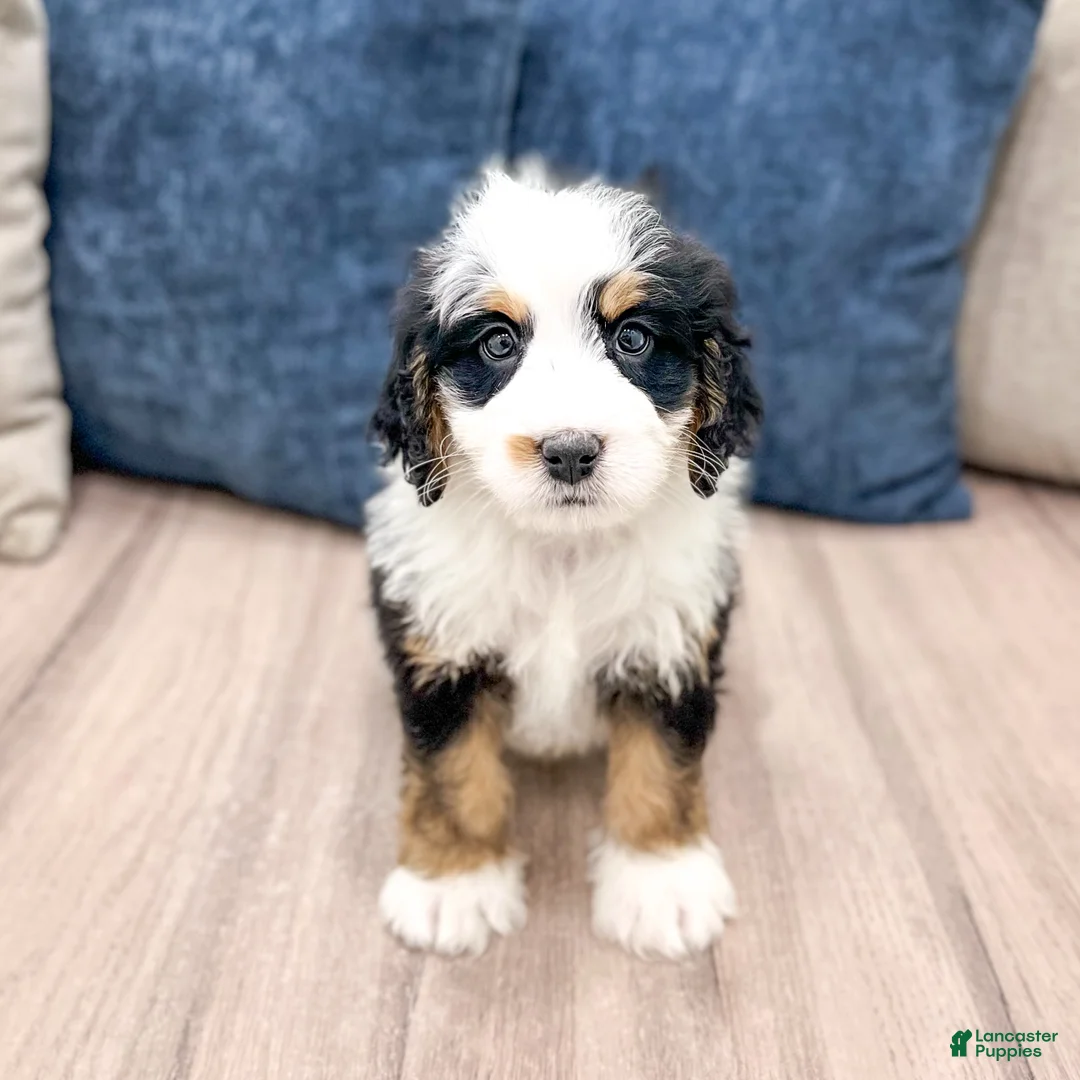 Mini Bernedoodle dogs for sale: Benson - Ad 2