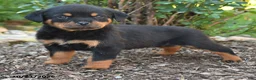 Rottweiler dogs for sale: Sam - Ad 4