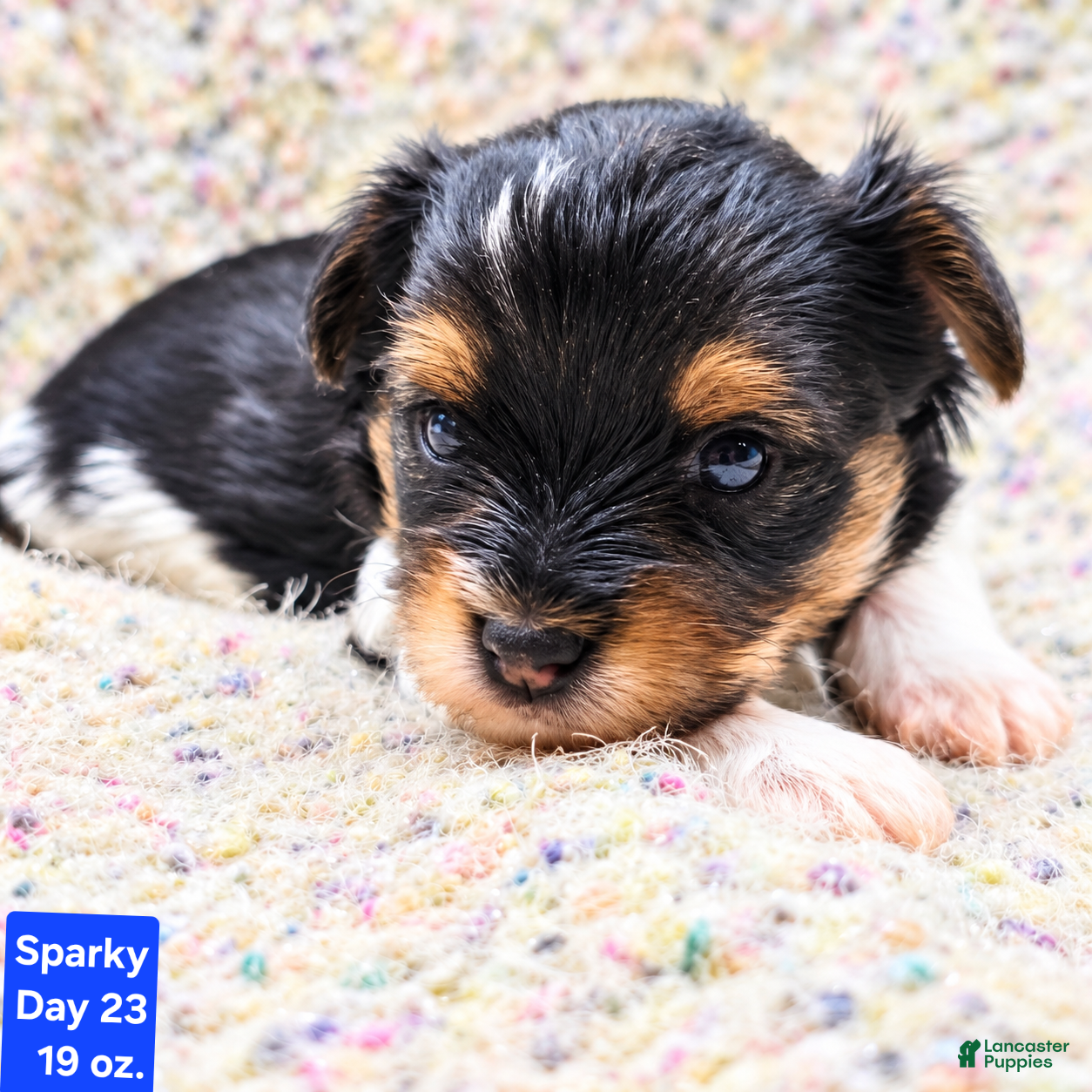 Yorkshire Terrier dogs for sale: Sparky - Ad 33