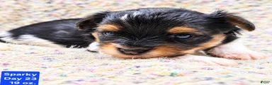 Sparky