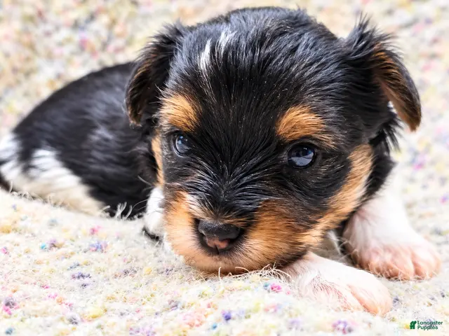 Yorkshire Terrier dogs for sale: Sparky - Ad 33