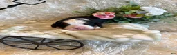 Bernese Mountain Dog dogs for sale: Dean - Ad 6