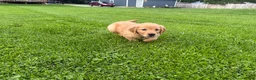 Golden Retriever dogs for sale: Flint - Ad 2