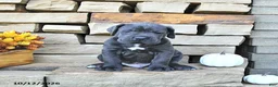 Cane Corso dogs for sale: Titan - Ad 3