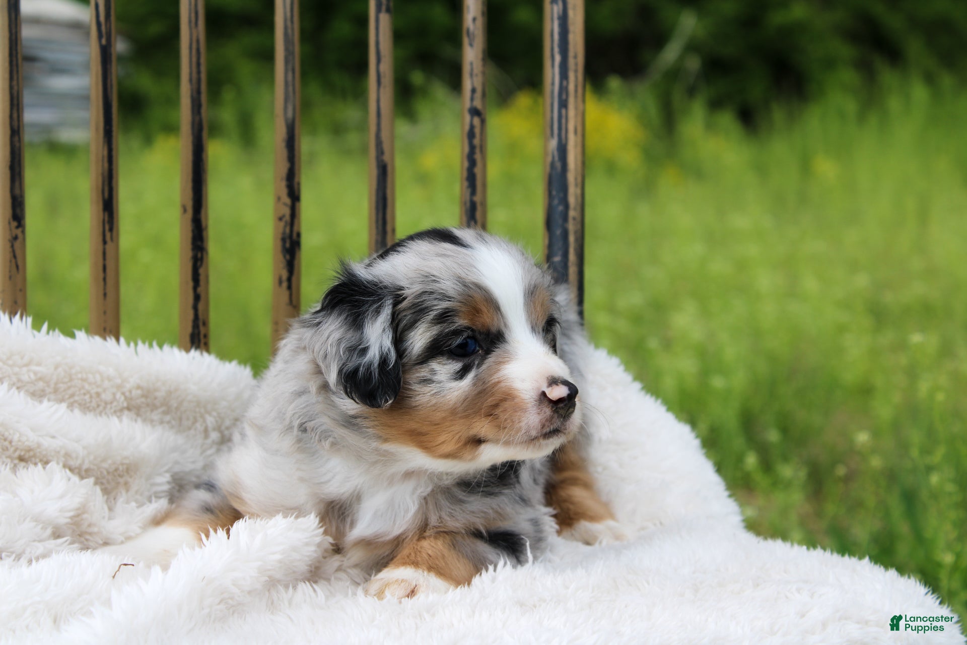 Miniature Australian Shepherd dogs Griffin - Ad 1