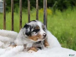 Miniature Australian Shepherd dogs for sale: Griffin - Ad 3