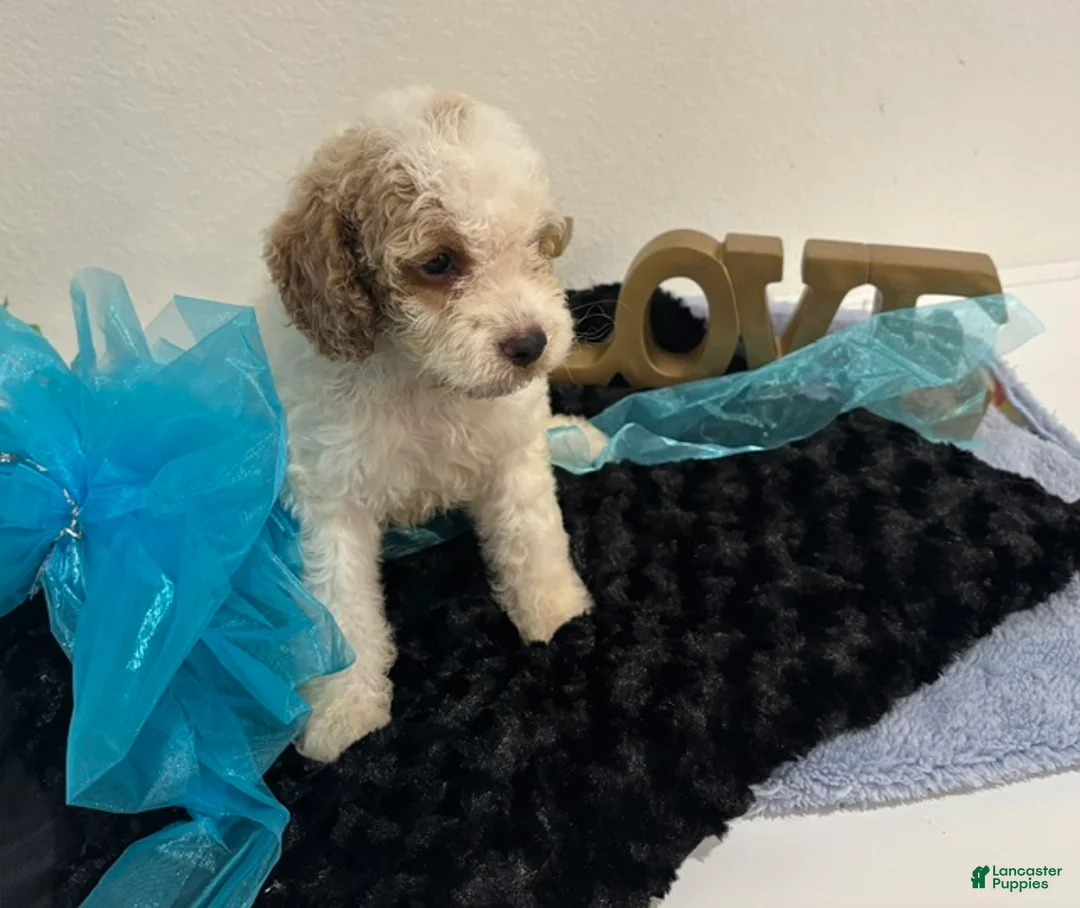 Mini Goldendoodle dogs for sale: Dexter - Ad 2