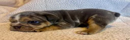 English Bulldog dogs for sale: Versace - Ad 4