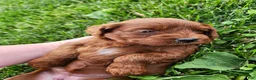 Cavapoo dogs for sale: Fiona  - Ad 10