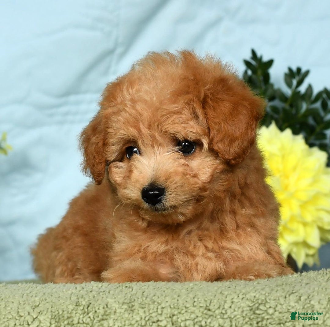 Eskipoo dogs for sale: Lilly - Ad 12