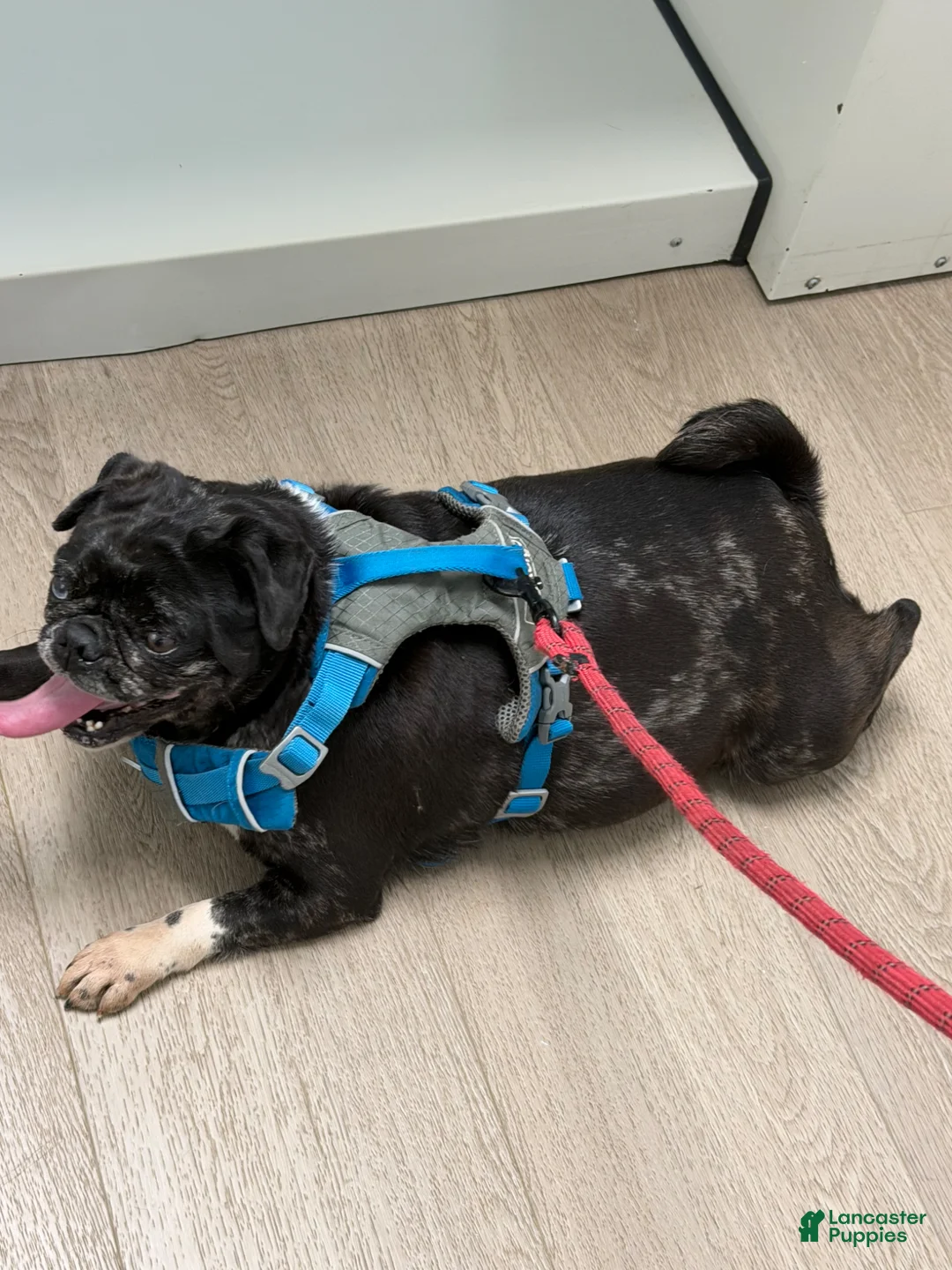 Pug dogs for sale: Pug Puppy 1 Canelo  - Ad 9