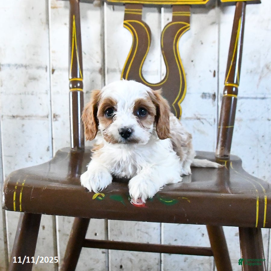 Cavapoo dogs Rocket - Ad 39